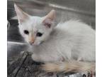 Adopt Daniel a Domestic Short Hair
