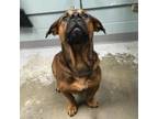Adopt Hall a Basset Hound, German Shepherd Dog