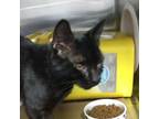 Adopt Melon Ball a Domestic Short Hair
