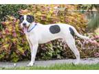 Adopt 75793A Royce a Hound, Mixed Breed