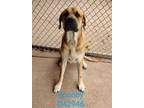Adopt Scooby a Mastiff