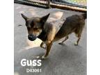 Adopt Guss a German Shepherd Dog, Mixed Breed