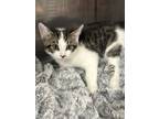 Adopt Olyver a Domestic Short Hair