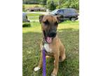 Adopt Buddy a Shepherd
