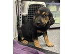 Adopt Hiro a Shepherd, Chow Chow