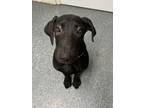 Adopt Sparkplug a Labrador Retriever