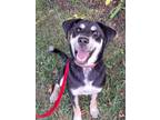 Adopt Beaux a Shepherd, Siberian Husky