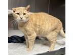Adopt Simba a Domestic Short Hair