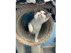 Adopt Geo a Domestic Short Hair