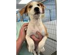 Adopt Montana a Labrador Retriever
