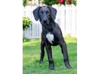 Adopt PUPPY LUCKY LUCAS a Great Dane, Labrador Retriever