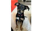 Adopt PUPPY ANTONIO a Australian Shepherd