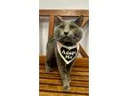 Adopt Token a Domestic Short Hair