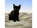 Adopt Midnight a Domestic Medium Hair