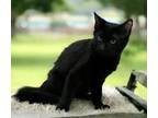 Adopt Love Bug a Domestic Medium Hair