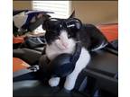 Adopt Mr. Oreo a Domestic Short Hair