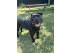 Adopt Runo a Mixed Breed