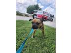Adopt Hughes a Pug, Mixed Breed