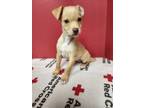 Adopt Adler a Labrador Retriever, Mixed Breed