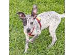 Adopt Space a Dachshund, Australian Cattle Dog / Blue Heeler