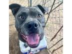 Adopt Dressel a Staffordshire Bull Terrier