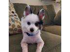 Adopt Boo a Pomeranian