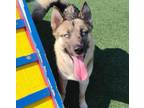 Adopt Charlie - $75 Adoption Fee! Diamond Dog! a Husky, German Shepherd Dog
