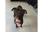 Adopt Vinnie a Boxer