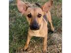 Adopt Duke Ellington a Mixed Breed