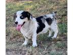Adopt Woody a Cardigan Welsh Corgi, Australian Shepherd