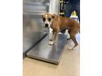Adopt 56564605 a Boxer, Mixed Breed