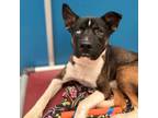 Adopt Ryder a Akita, Mixed Breed
