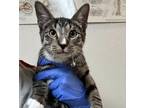 Adopt Notorious C.A.T a Domestic Short Hair
