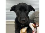 Adopt 56564572 a Labrador Retriever, Mixed Breed