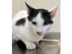 Adopt Balsamic Glaze a Domestic Short Hair