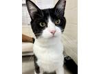 Adopt Orcus a Domestic Short Hair