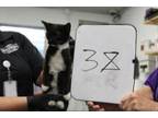 Adopt Chuckles a Domestic Short Hair