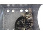 Adopt Harley a Domestic Short Hair