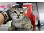 Adopt Riley a Domestic Short Hair
