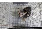 Adopt Gimlet a Domestic Short Hair
