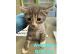 Adopt Cat Condo #19 a Domestic Short Hair