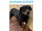 Adopt Dog Kennel #20 Olympus a Rottweiler