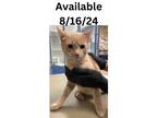 Adopt Cat Condo #2 a Domestic Short Hair