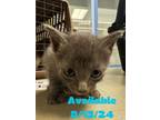 Adopt Cat Condo #19 a Domestic Short Hair