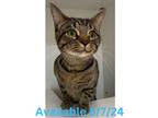 Adopt Cat Condo #6 a Domestic Short Hair