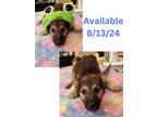 Adopt Dog Kennel #26 a Shepherd, Mixed Breed