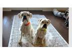 Adopt Miles II a Boxer