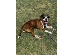 Adopt Potato - Silver Heart a Boxer