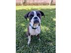 Adopt Wilder a Boxer