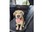 Adopt Clay a Mixed Breed